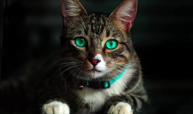 Gatto al guinzaglio, pro e contro